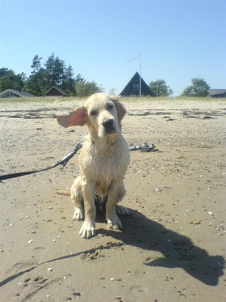 Golden retriever Sheik billede 16