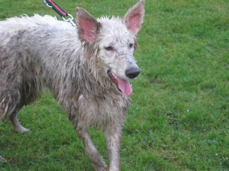 Hvid schæfer Fina - forklædt som "greyhound" billede 10