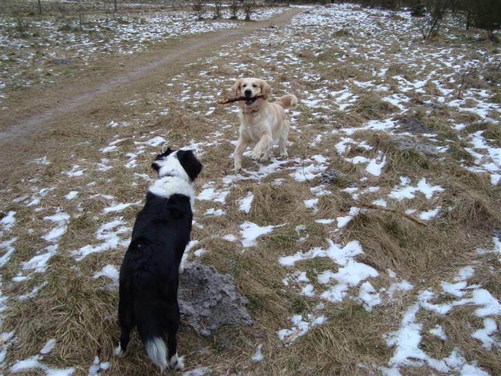 Golden retriever Sheik - Sheik den 25 juni med kanin vennerne:-) billede 17