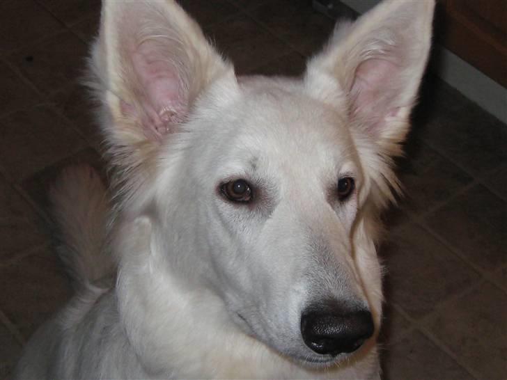 Hvid schæfer Fina billede 12