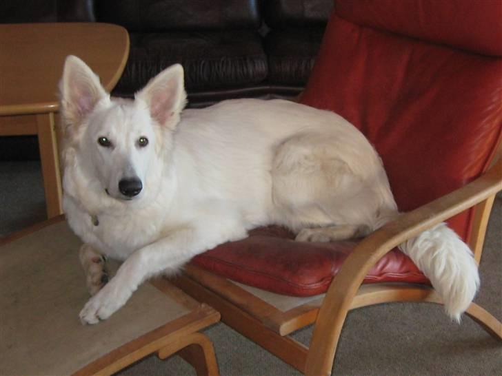 Hvid schæfer Fina billede 14