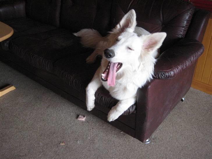 Hvid schæfer Fina billede 15