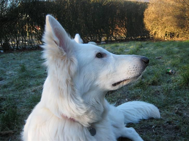 Hvid schæfer Fina billede 16