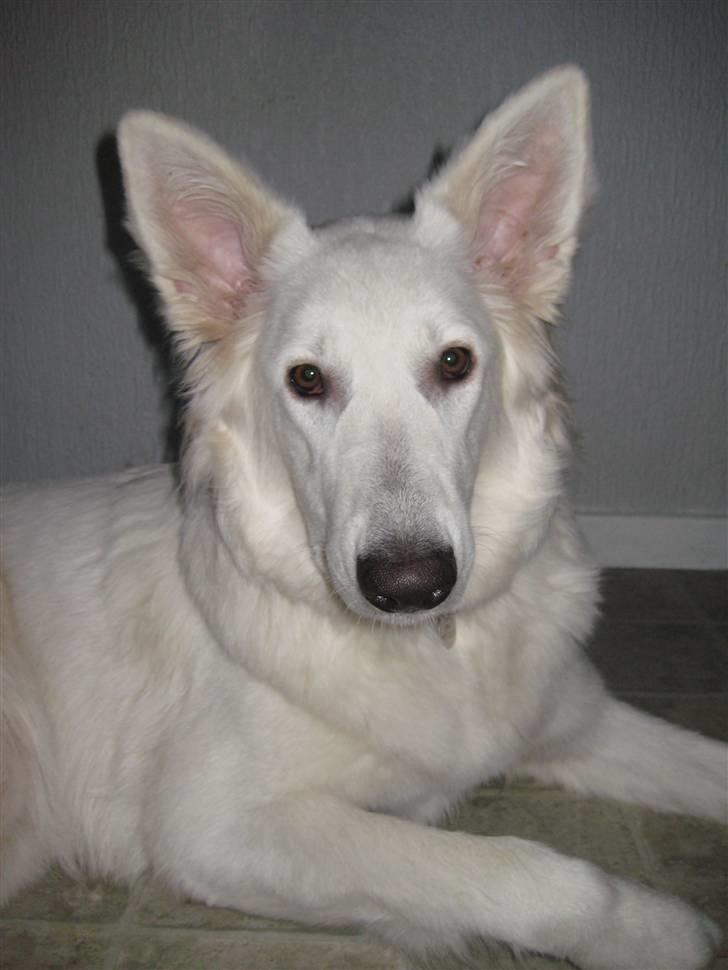 Hvid schæfer Fina billede 17