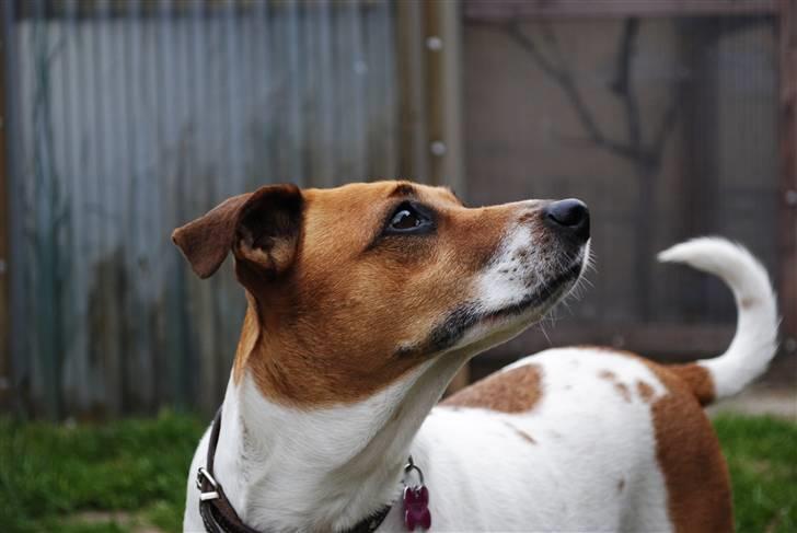 Dansk svensk gaardhund Line billede 2