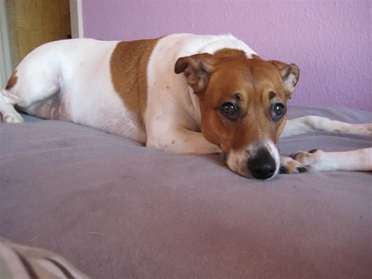 Dansk svensk gaardhund Line billede 3