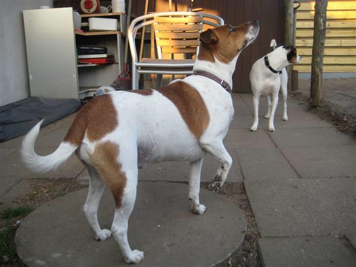 Dansk svensk gaardhund Line billede 4