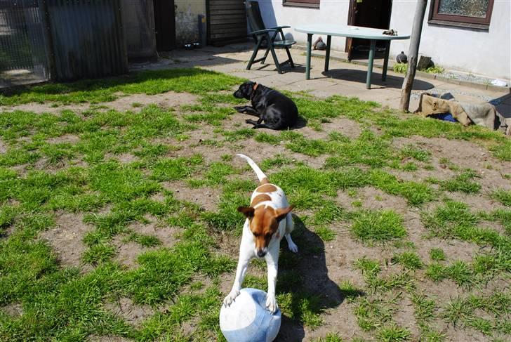 Dansk svensk gaardhund Line billede 5