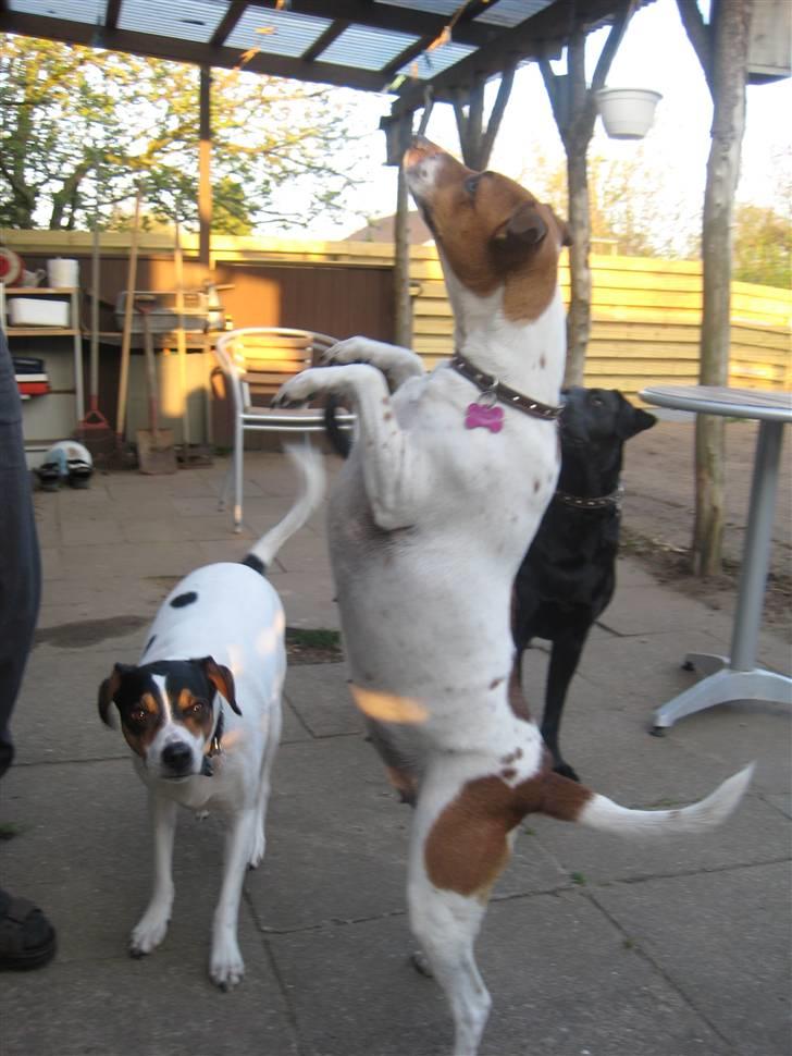 Dansk svensk gaardhund Line billede 6