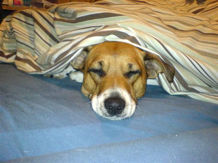 Dansk svensk gaardhund Line billede 7