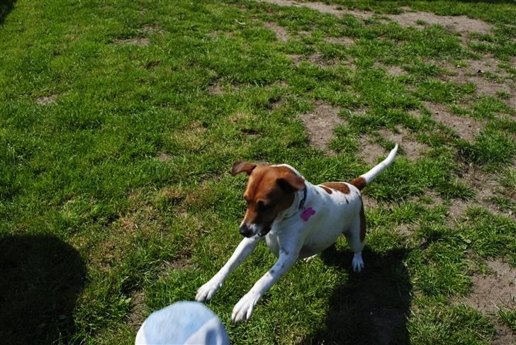 Dansk svensk gaardhund Line billede 8