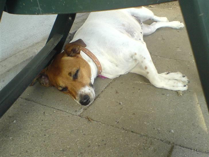 Dansk svensk gaardhund Line billede 9