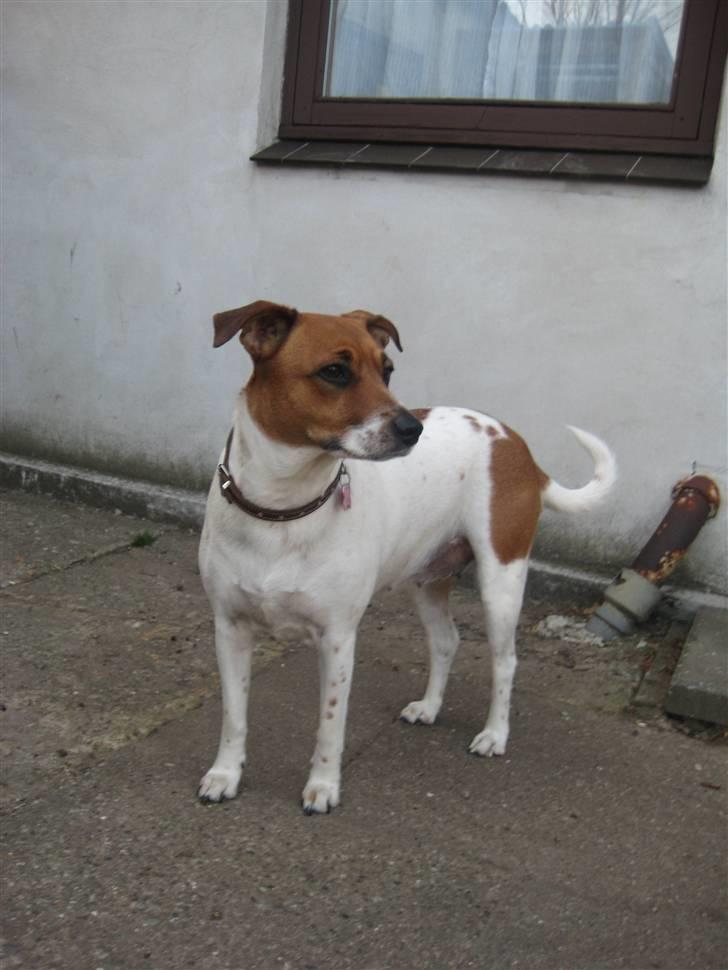 Dansk svensk gaardhund Line billede 10