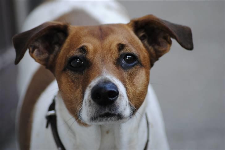 Dansk svensk gaardhund Line billede 11