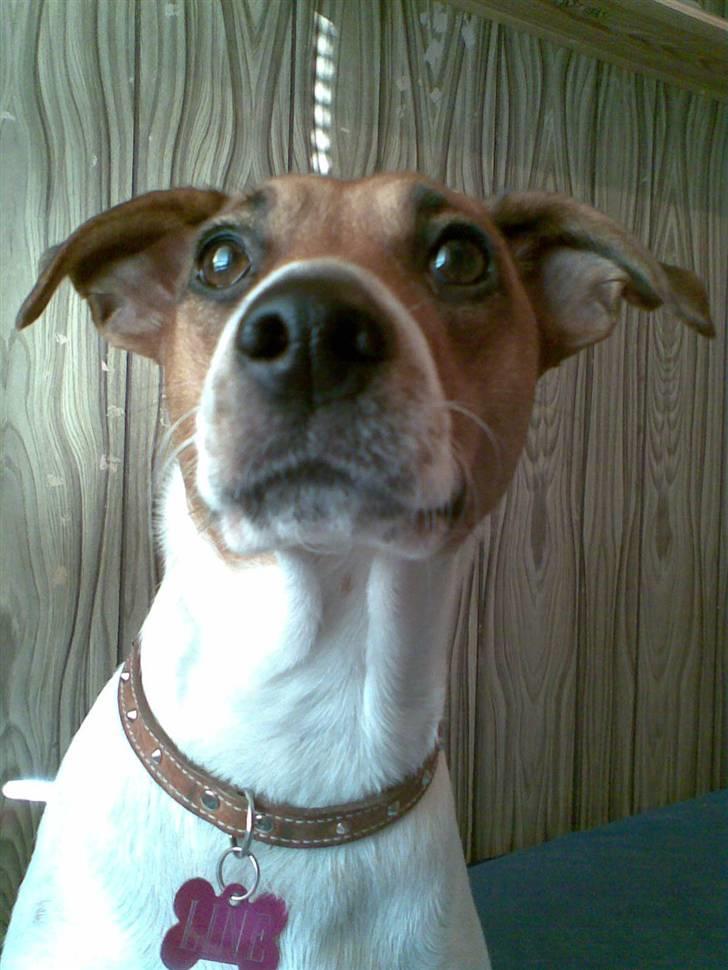 Dansk svensk gaardhund Line billede 12