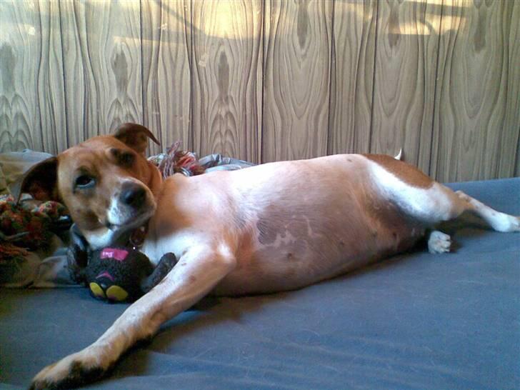 Dansk svensk gaardhund Line billede 13