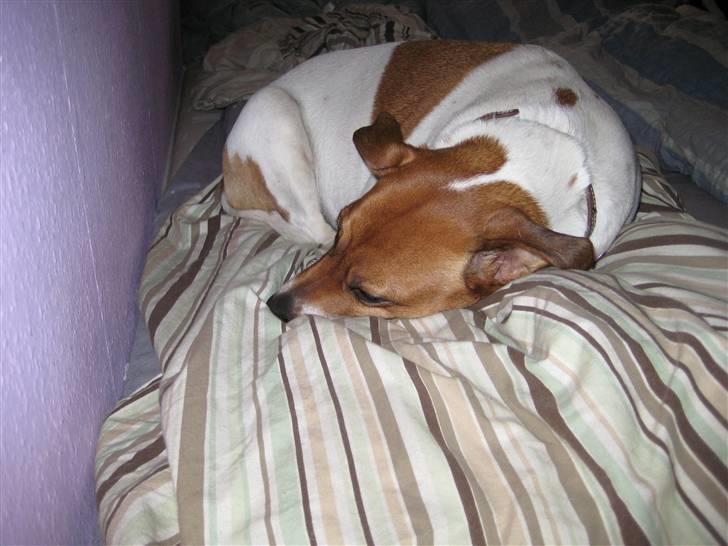 Dansk svensk gaardhund Line billede 14