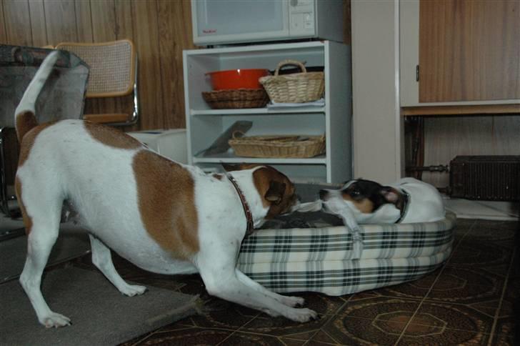 Dansk svensk gaardhund Line billede 15