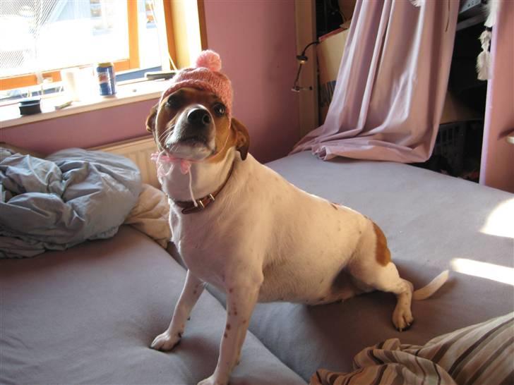 Dansk svensk gaardhund Line billede 16