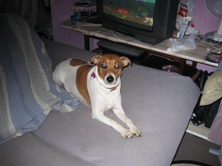 Dansk svensk gaardhund Line billede 17