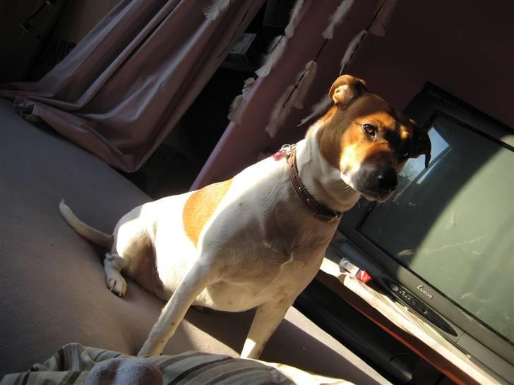 Dansk svensk gaardhund Line billede 18