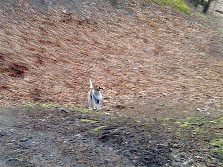 Dansk svensk gaardhund Line billede 19