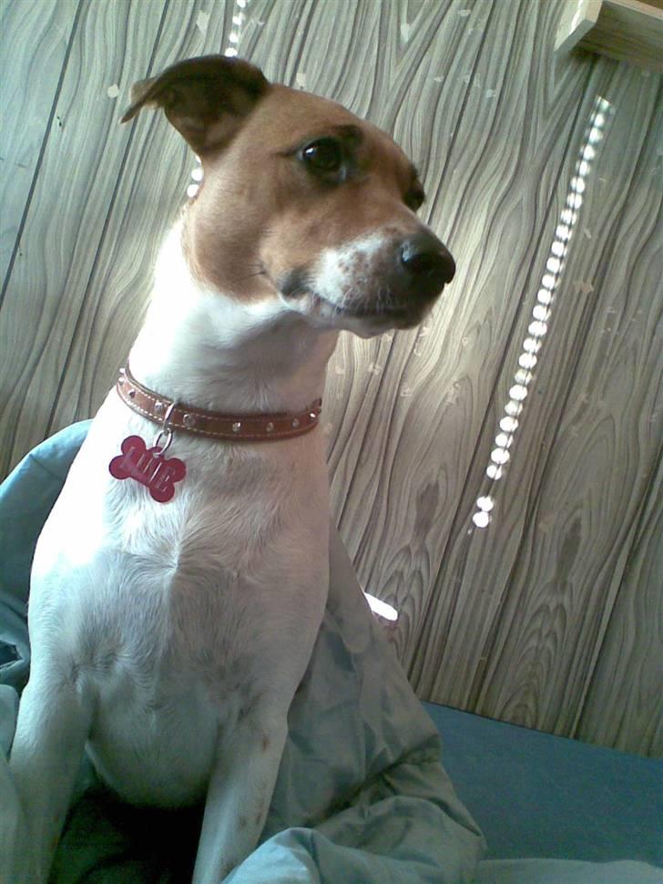 Dansk svensk gaardhund Line billede 20