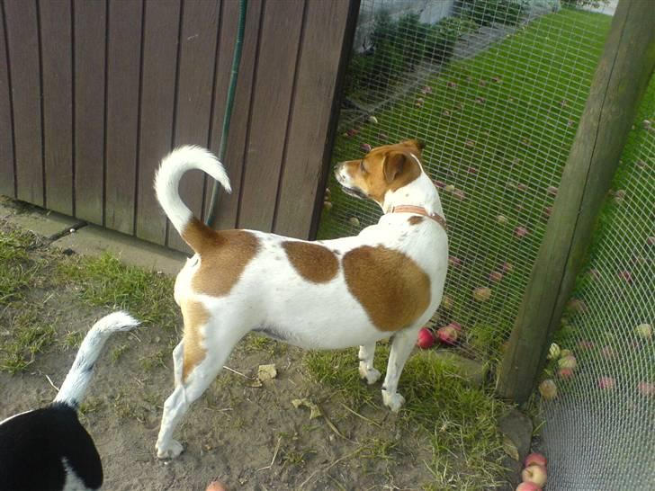 Dansk svensk gaardhund Line billede 21