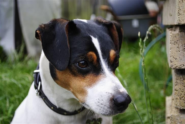 Dansk svensk gaardhund PjevZ billede 1