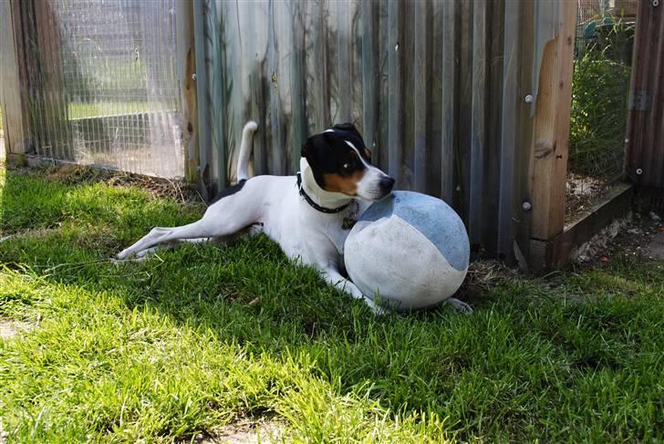 Dansk svensk gaardhund PjevZ billede 4