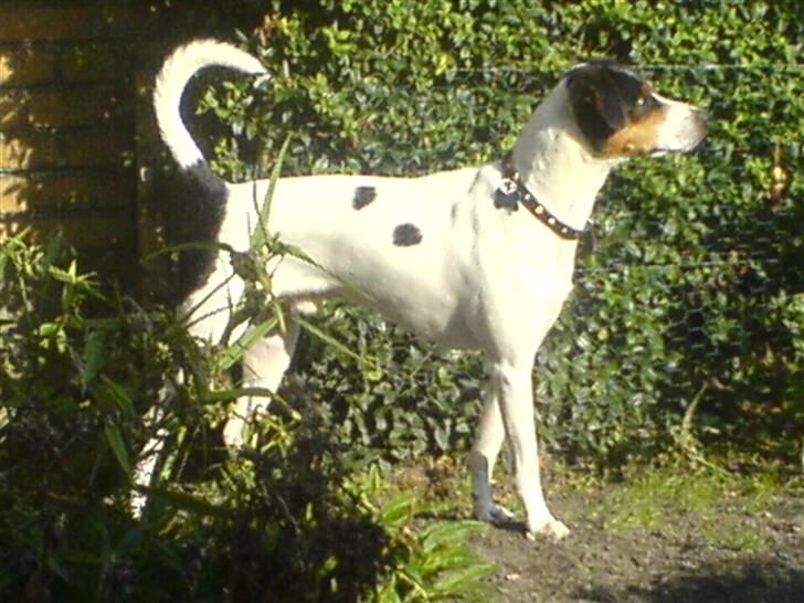 Dansk svensk gaardhund PjevZ billede 7