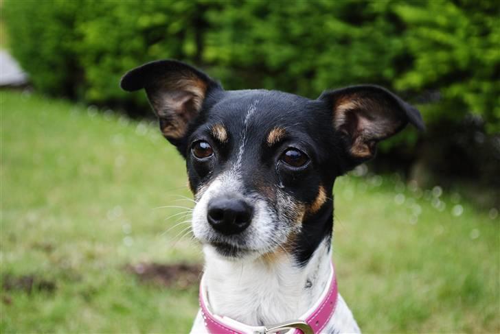 Dansk svensk gaardhund Thilde billede 1