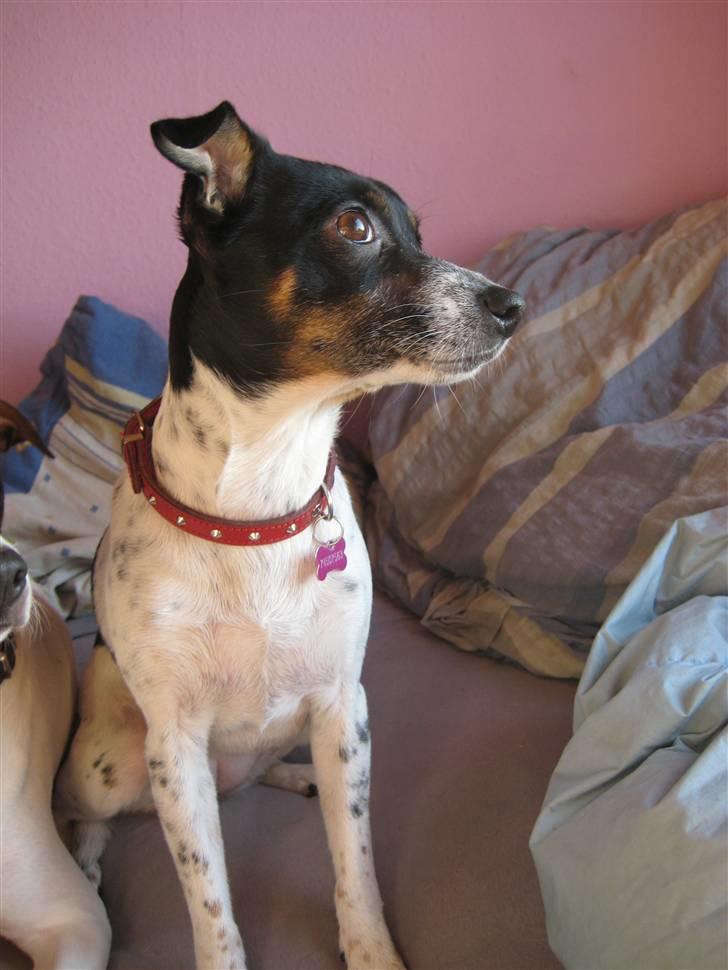 Dansk svensk gaardhund Thilde billede 12