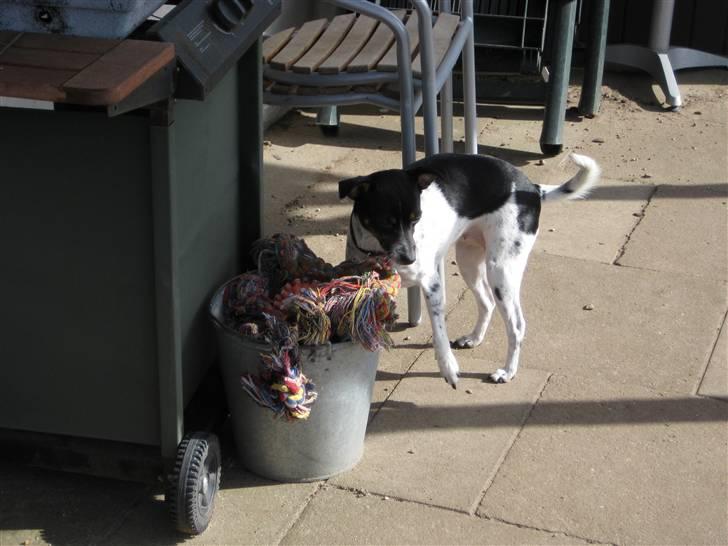 Dansk svensk gaardhund Thilde billede 2