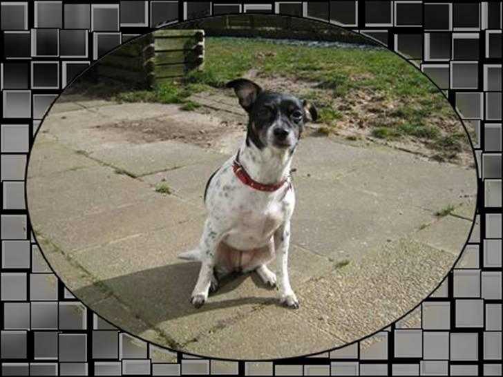 Dansk svensk gaardhund Thilde billede 3