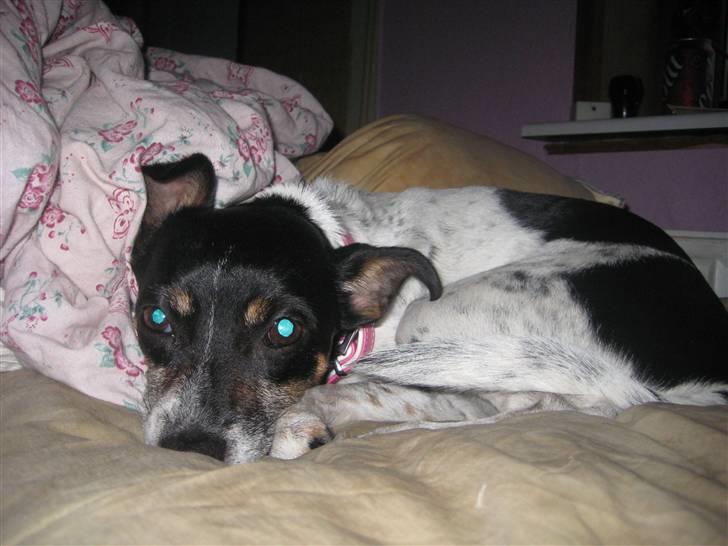 Dansk svensk gaardhund Thilde billede 4