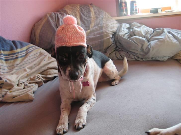 Dansk svensk gaardhund Thilde billede 5