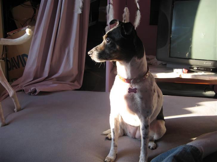 Dansk svensk gaardhund Thilde billede 6