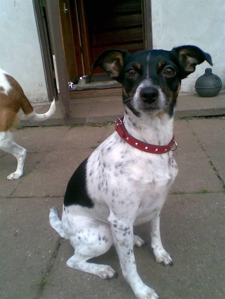 Dansk svensk gaardhund Thilde billede 7