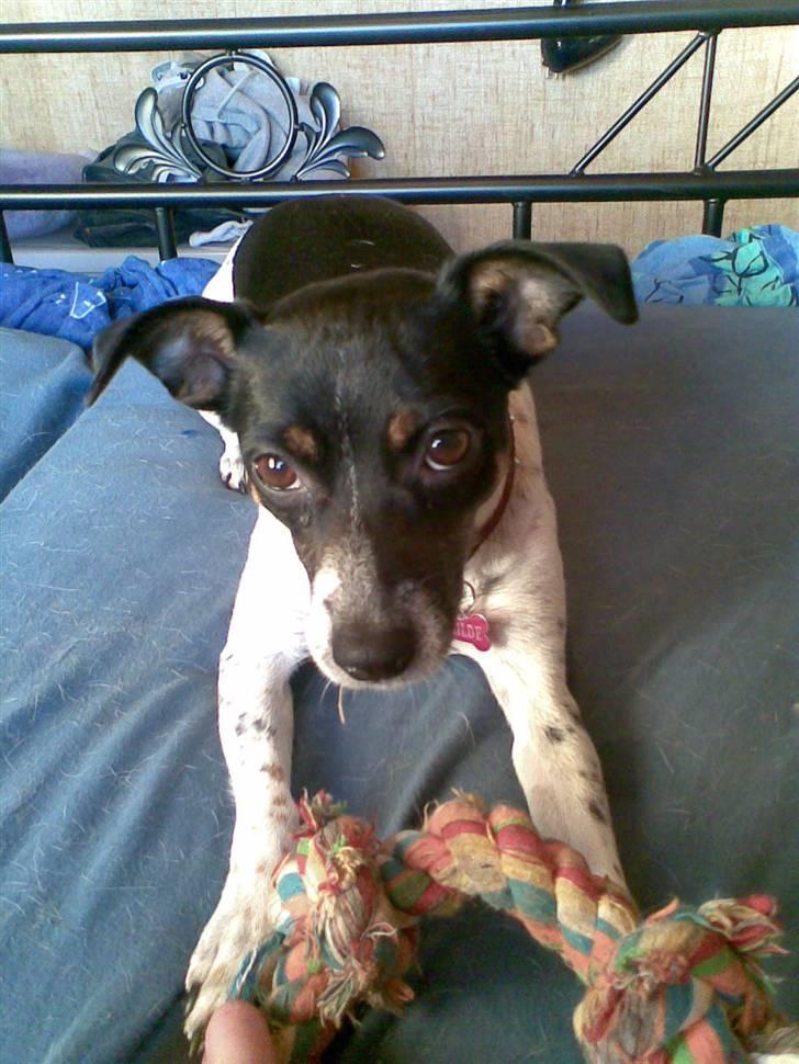 Dansk svensk gaardhund Thilde billede 8