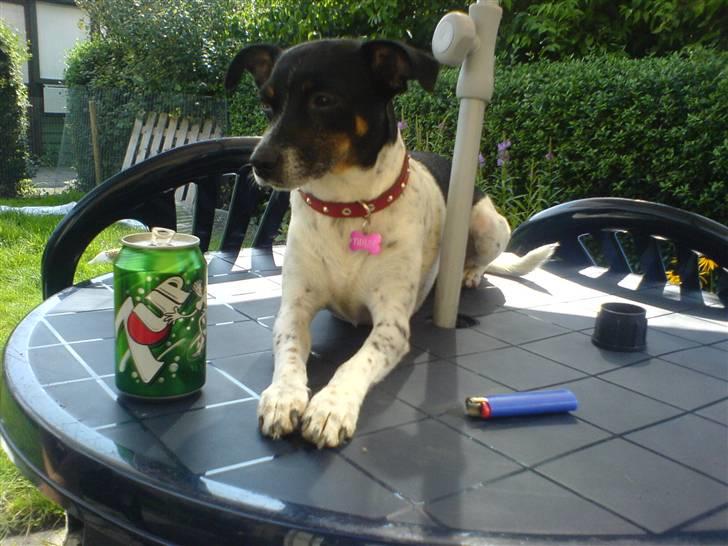 Dansk svensk gaardhund Thilde billede 9