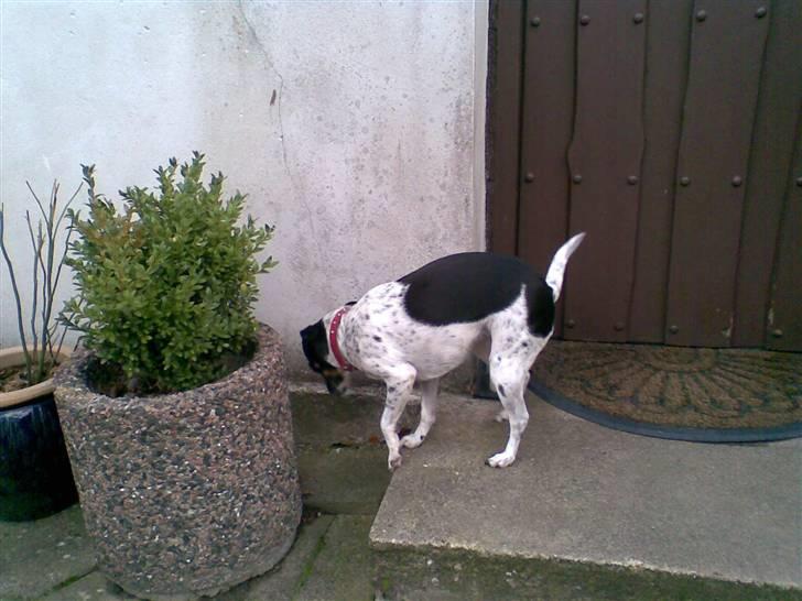 Dansk svensk gaardhund Thilde billede 10