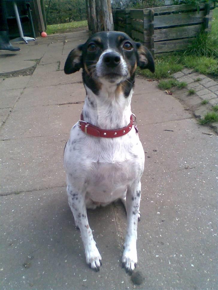 Dansk svensk gaardhund Thilde billede 11