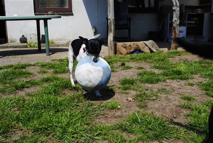 Dansk svensk gaardhund Thilde billede 13