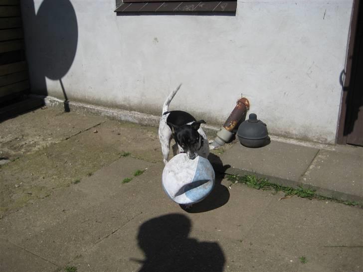 Dansk svensk gaardhund Thilde billede 14