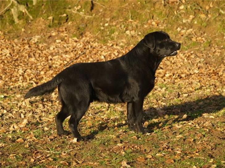 Labrador retriever Taslas little CloudDancer - Lille Cloud som virkelig lille billede 9