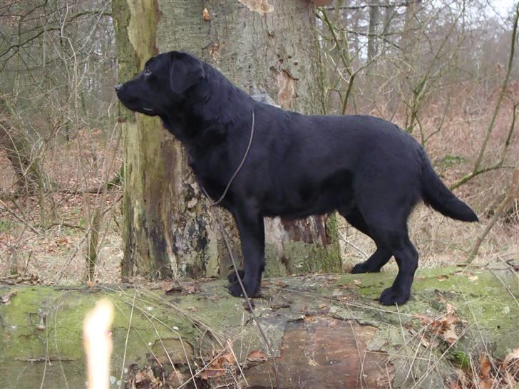 Labrador retriever Taslas little CloudDancer - Cloud og søster Kandis billede 10