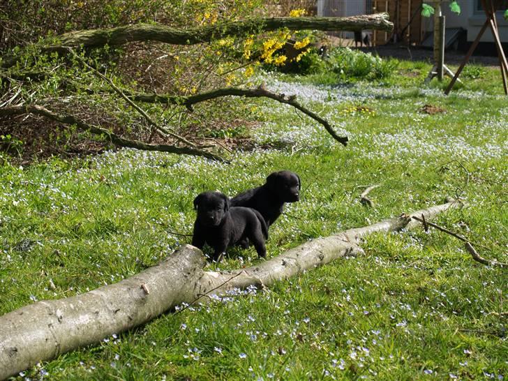 Labrador retriever Taslas little CloudDancer - Cloud og Kandis billede 11