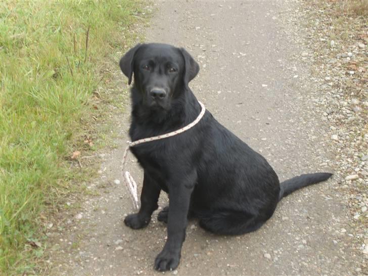 Labrador retriever Taslas little CloudDancer - Cloud, 10 mdr. gammel billede 13