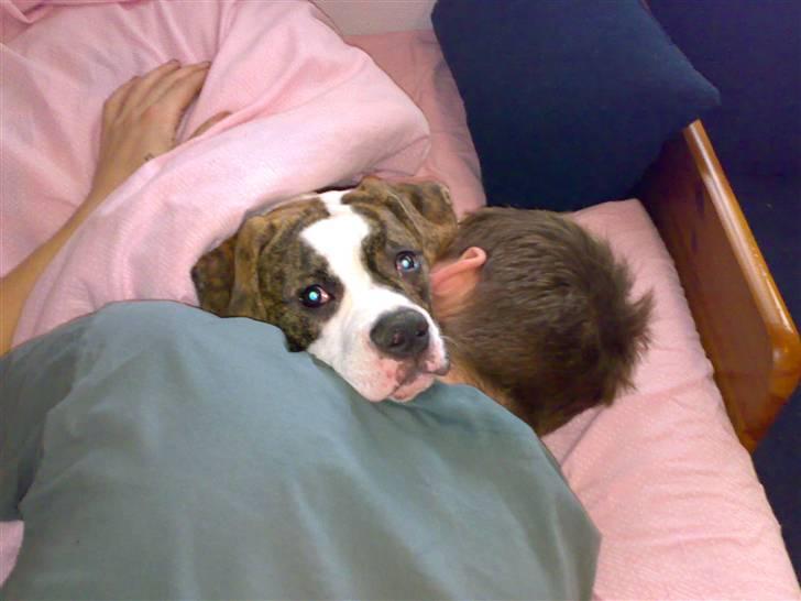 Amerikansk bulldog Pink. R.I.P 27/7-09 - Sover lige med min far.. billede 7